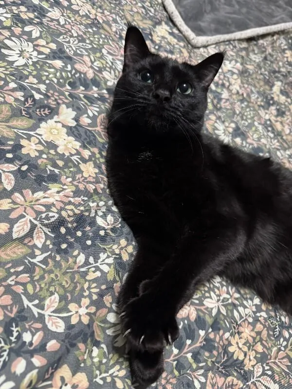 Mean Bean thumbnail 3