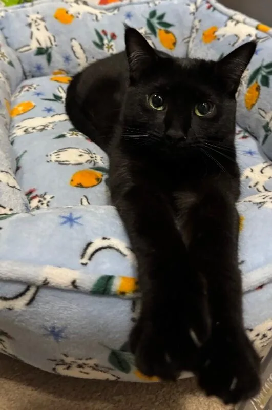 Mean Bean thumbnail 4