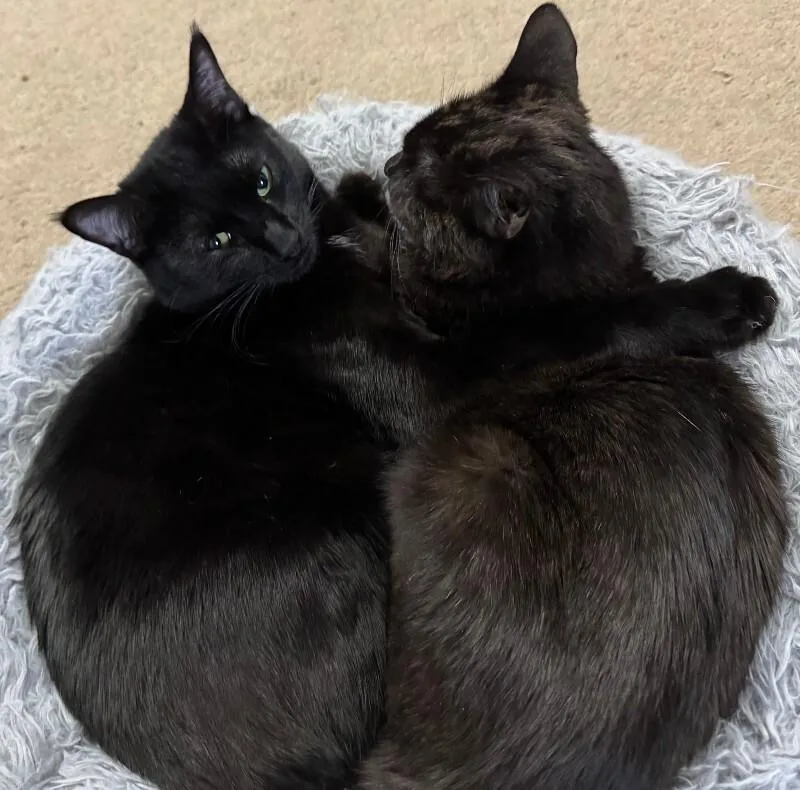 Mean Bean thumbnail 5