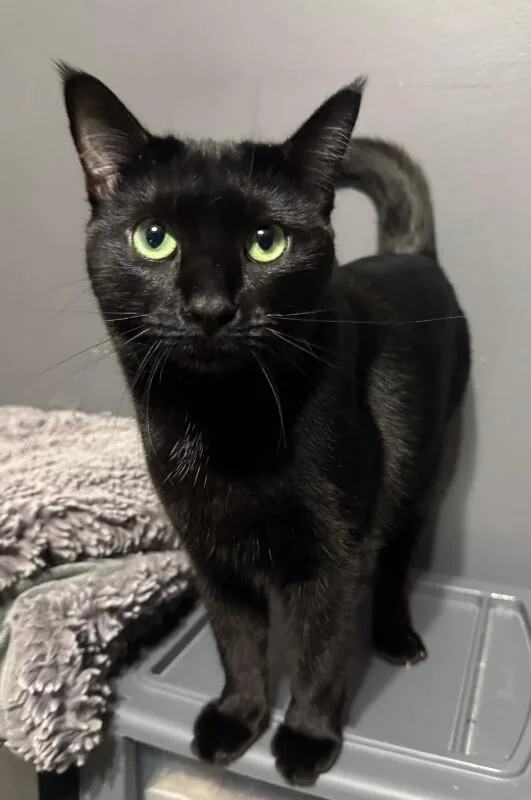 Mean Bean thumbnail 6