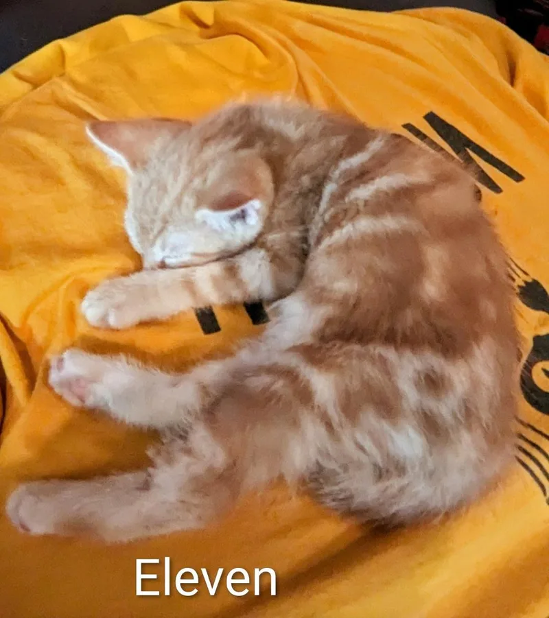 A baby medium-sized female Orange & White Domestic Short Hair cat named Eleven for adoption in Binghamton, NY