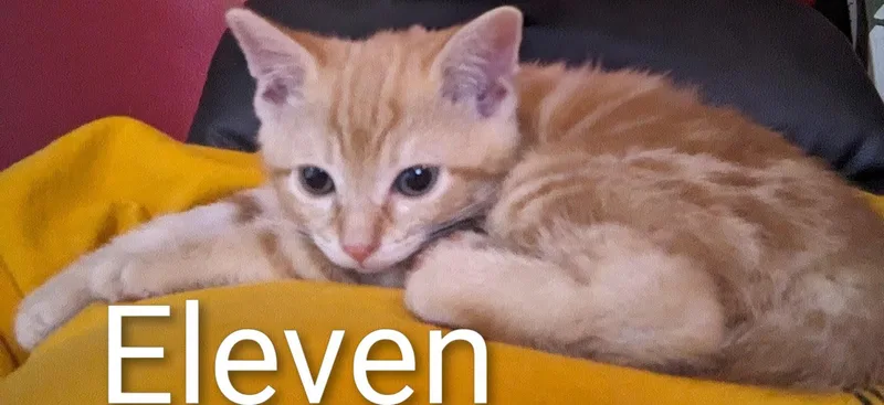 Eleven thumbnail 2