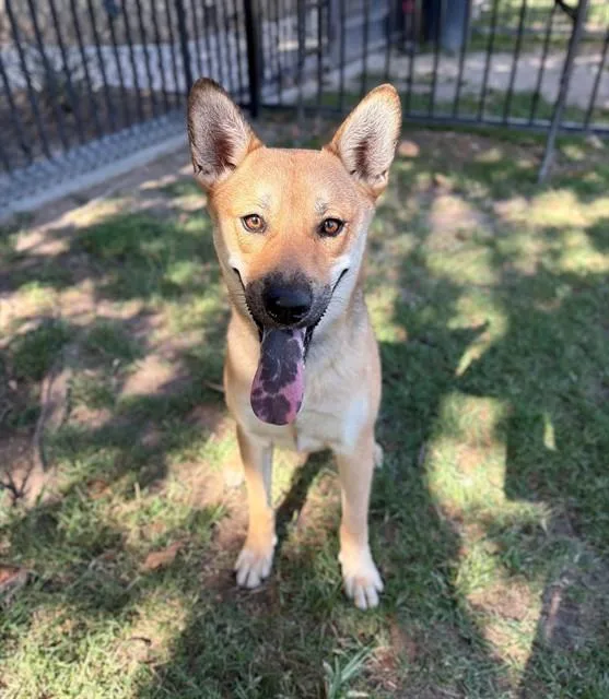 A young medium-sized female Shiba Inu dog named Shortcake for adoption in Riverside, CA