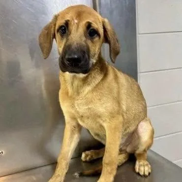 A baby medium-sized male Mixed Breed dog named Teton for adoption in Long Island City, NY