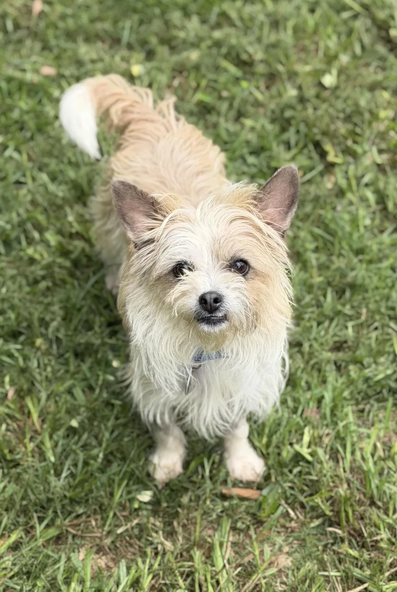 A young small-sized female Wirehaired Terrier dog named MaryKate for adoption in Atlanta, GA
