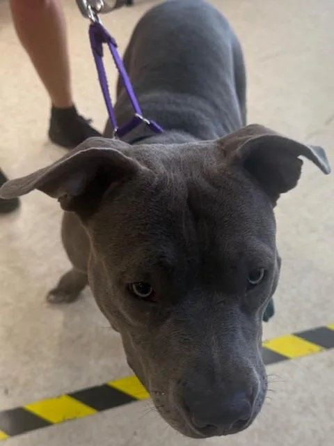 A young large-sized female Pit Bull Terrier dog named Prada for adoption in San Pedro, CA