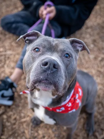 A senior large-sized male Mixed Breed dog named Mandolin for adoption in Chamblee, GA