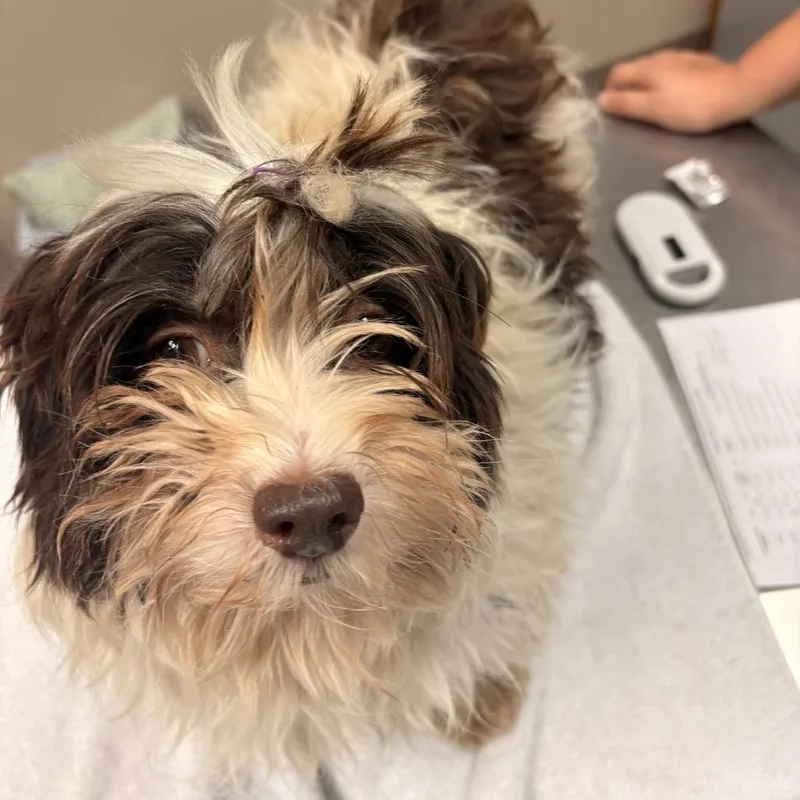 An adult small-sized female White / Cream Havanese dog named Beyonce for adoption in Norfolk, NE