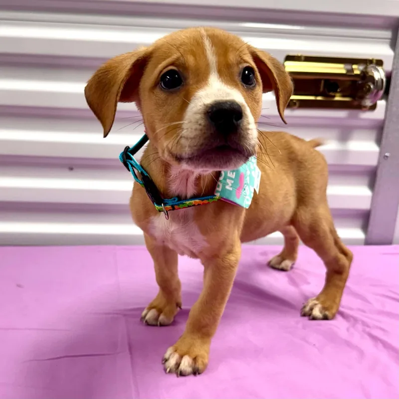 A baby large-sized male White / Cream Pit Bull Terrier dog named Oink for adoption in Bryan, TX