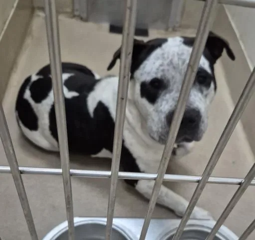 An adult medium-sized male Pit Bull Terrier dog named Blu Moon for adoption in Decatur, IL