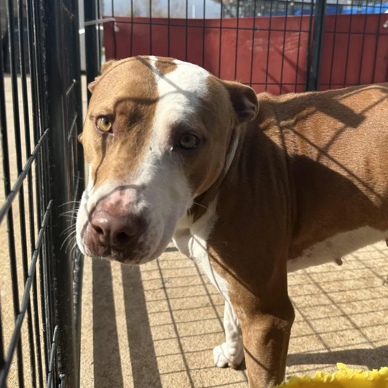 An adult large-sized female Brown / Chocolate Mixed Breed dog named Brittany for adoption in Lake Jackson, TX