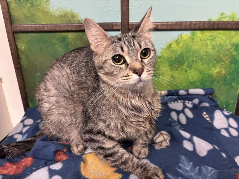 A young medium-sized female Domestic Short Hair cat named Hana for adoption in Houston, TX