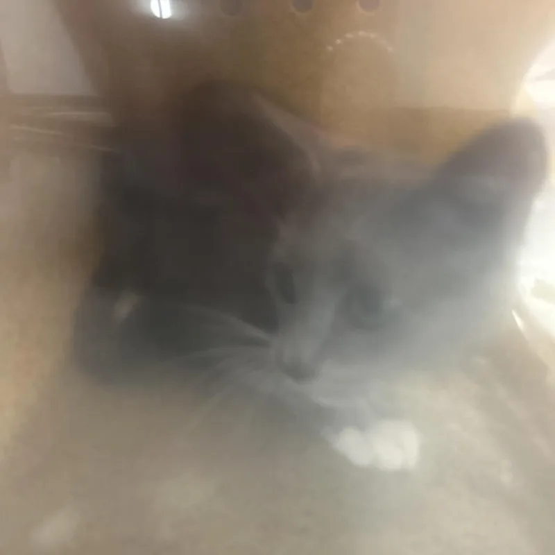 An adult medium-sized male Gray / Blue / Silver Domestic Short Hair cat named Jumbotron for adoption in Philadelphia, PA