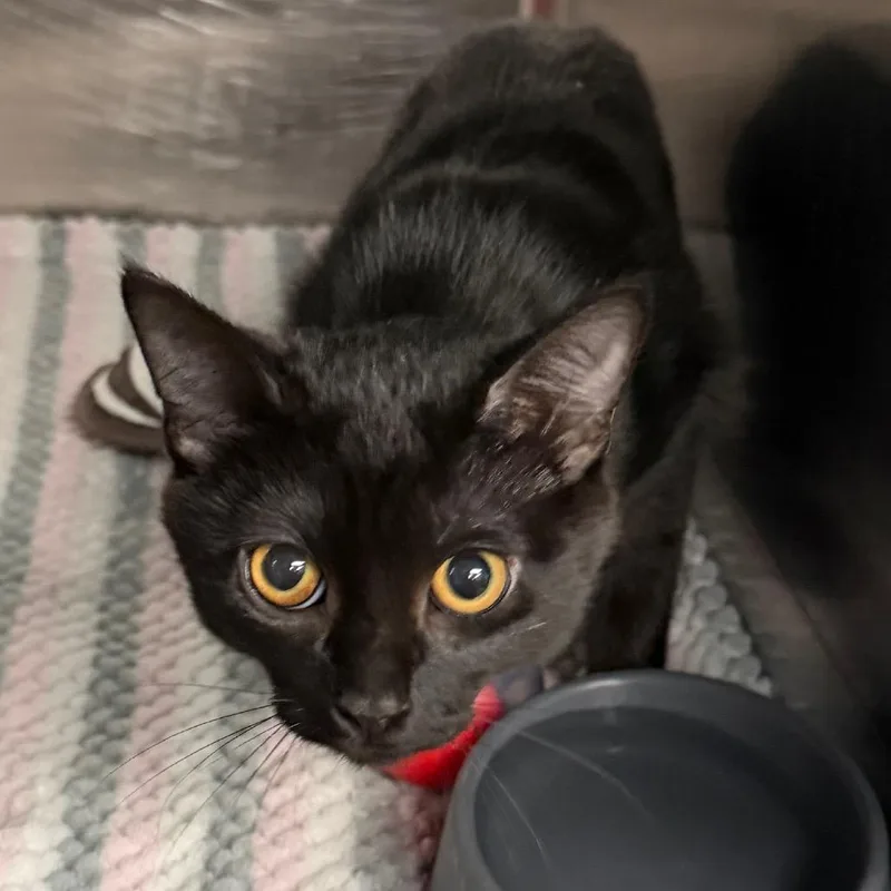 A baby small-sized female Domestic Short Hair cat named Tootsie for adoption in Belleville, IL