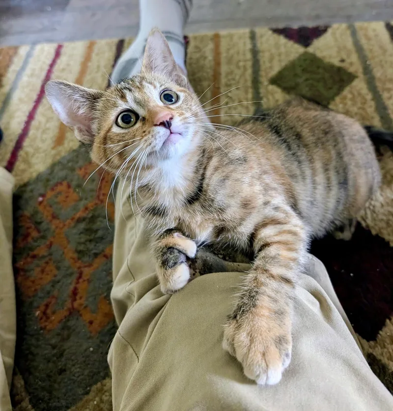 A baby small-sized female Torbie Domestic Short Hair cat named Golden Tempo for adoption in Richmond, VA