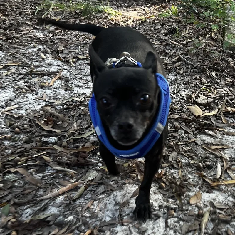 An adult small-sized female Black Chihuahua dog named Munchkin for adoption in Summerville, SC