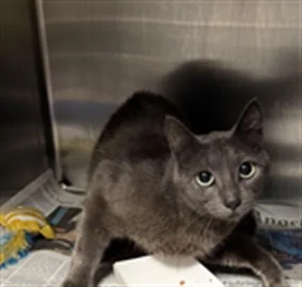 A young large-sized female Domestic Short Hair cat named Mama for adoption in Los Angeles, CA