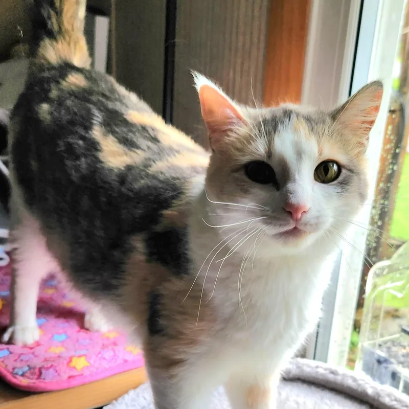 An adult medium-sized female Dilute Calico cat named Willajean for adoption in Oswego, NY