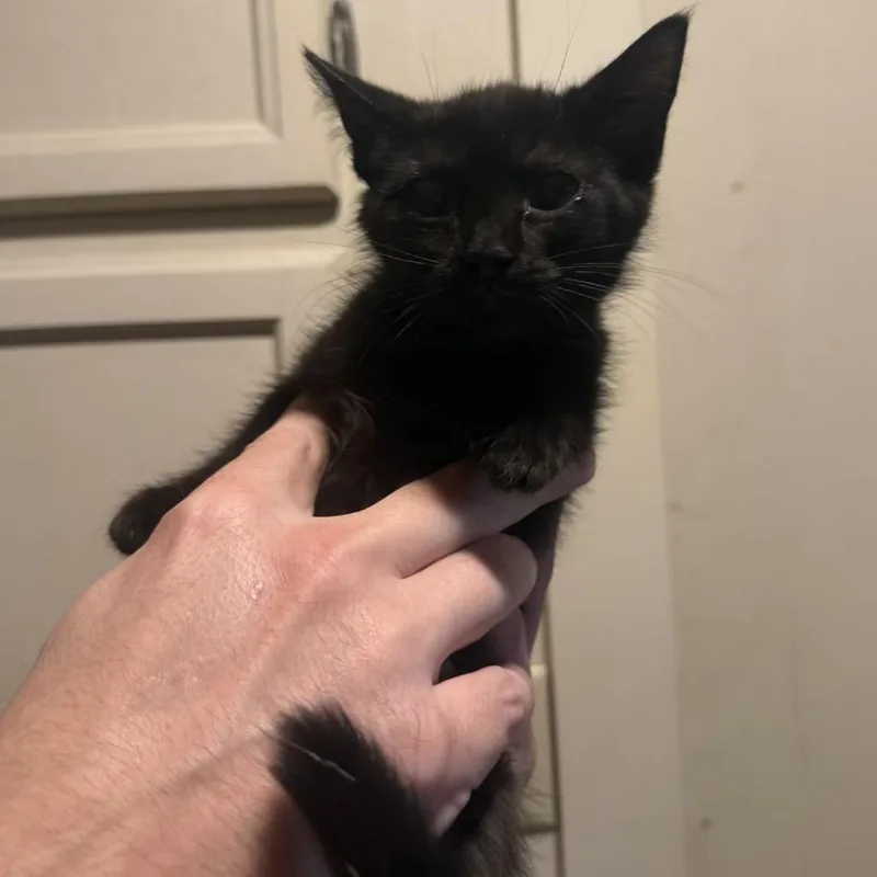 A baby small-sized female Black Domestic Short Hair cat named Keyla for adoption in Richmond, IN