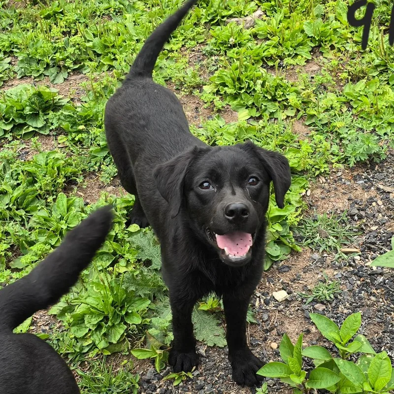 A young medium-sized female Black Labrador Retriever dog named Bee for adoption in Wappingers Falls, NY