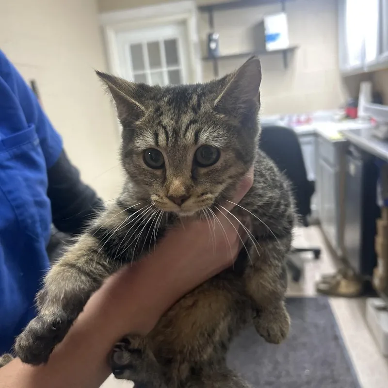 A baby small-sized female Buff / Tan / Fawn Domestic Short Hair cat named Portia for adoption in Lewisburg, WV