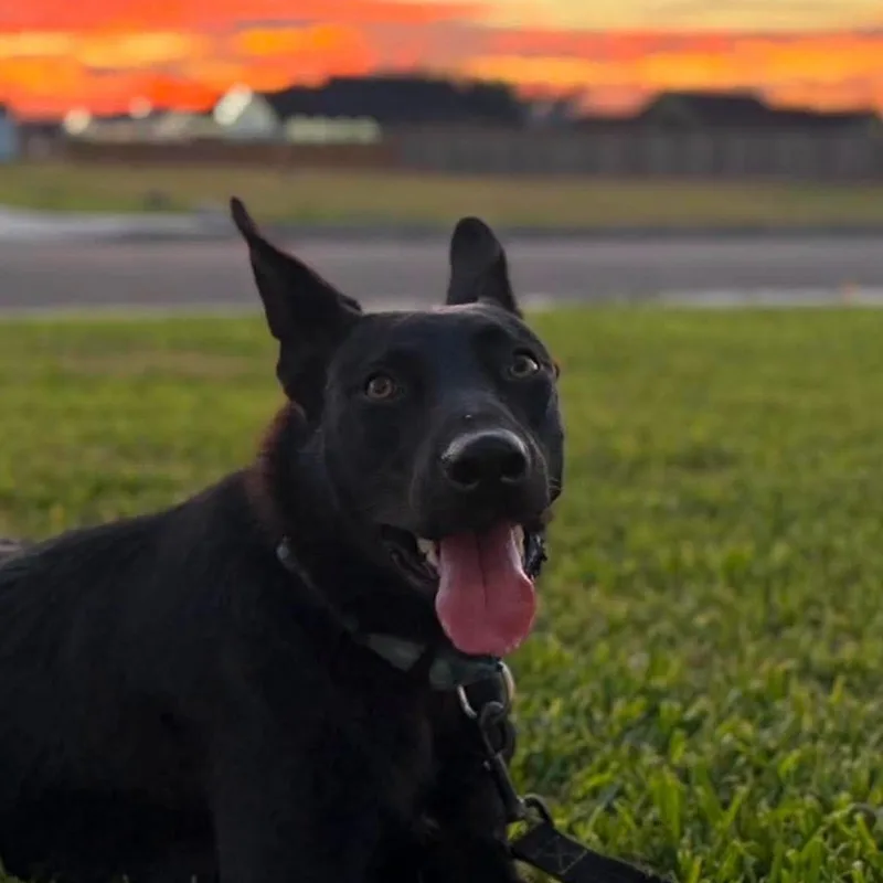 A young medium-sized male Black German Shepherd Dog named Seamus for adoption in Portland, ME