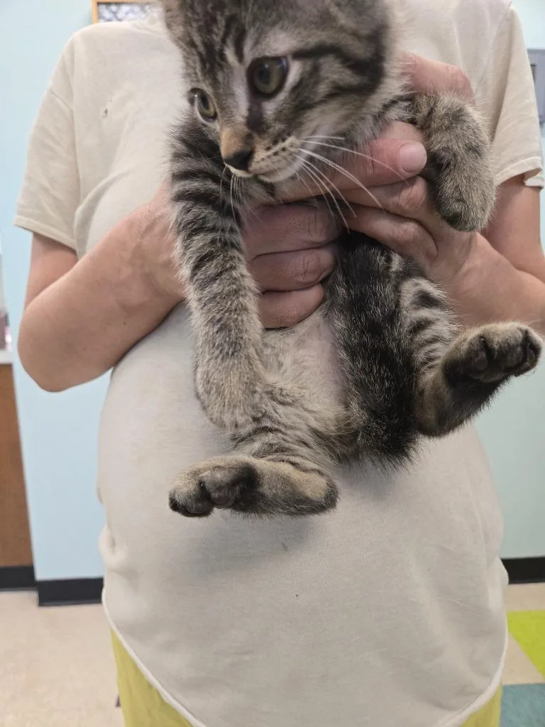 A baby small-sized male Domestic Short Hair cat named Marco for adoption in Gallatin, TN