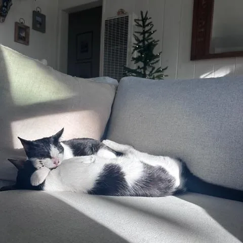 Domino & Thunderbird thumbnail 2