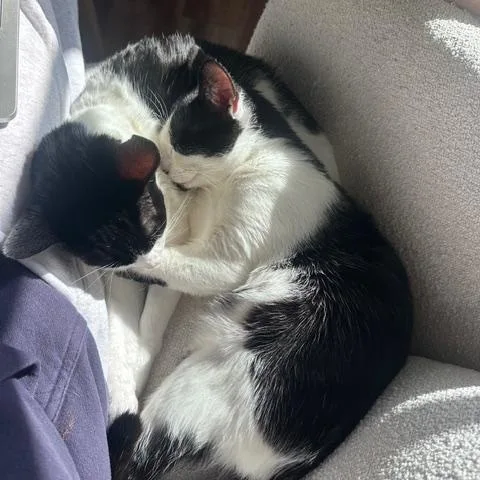 Domino & Thunderbird thumbnail 3