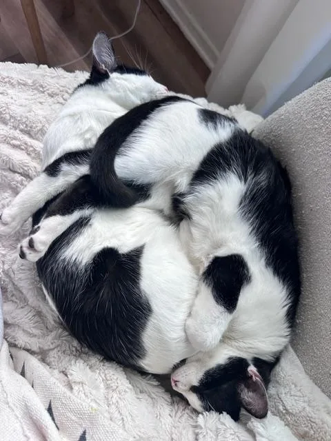 Domino & Thunderbird thumbnail 4