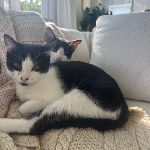 Domino & Thunderbird thumbnail 5