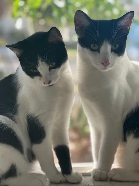 Domino & Thunderbird