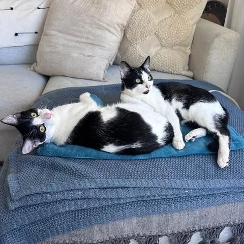 Domino & Thunderbird thumbnail 6