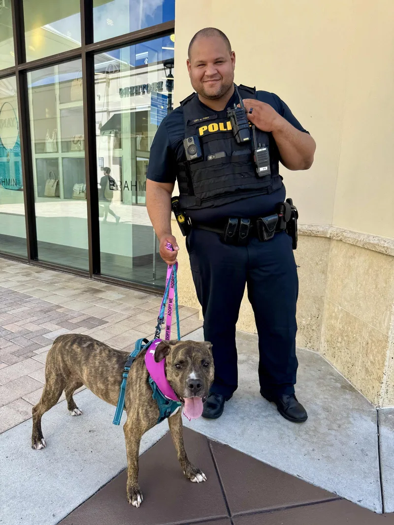 An adult large-sized male Rhodesian Ridgeback dog named Speckles for adoption in Lighthouse Point, FL
