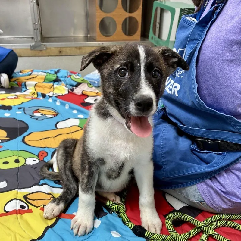 A baby small-sized female Brown / Chocolate Great Pyrenees dog named Agnes for adoption in Hawthorne, CA