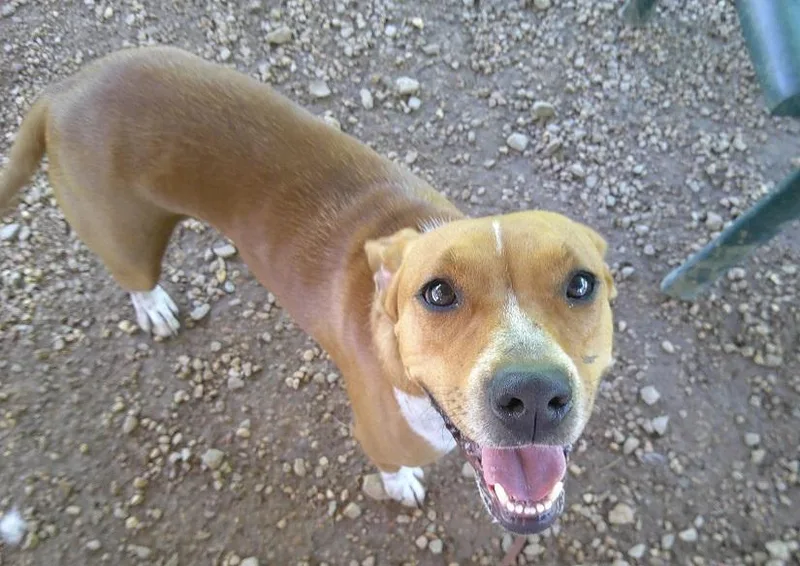 An adult medium-sized female Red / Chestnut / Orange Hound dog named Mrs. Smith for adoption in Pegram, TN