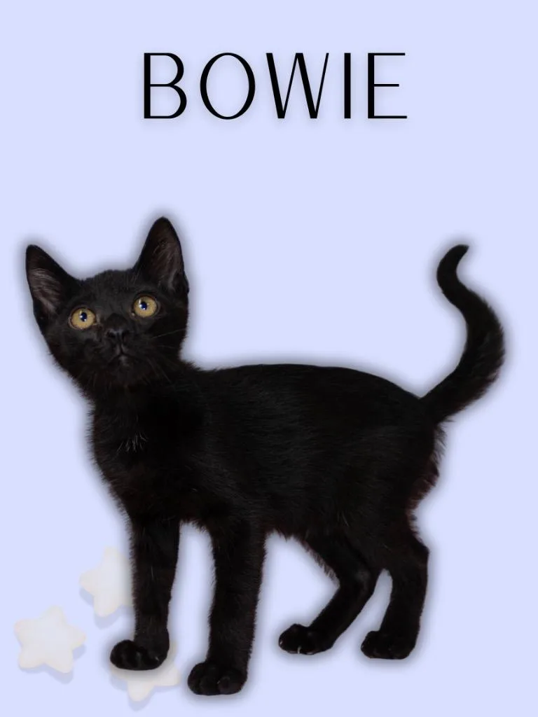 A baby medium-sized male Black Domestic Short Hair cat named Bowie for adoption in Mira Loma, CA