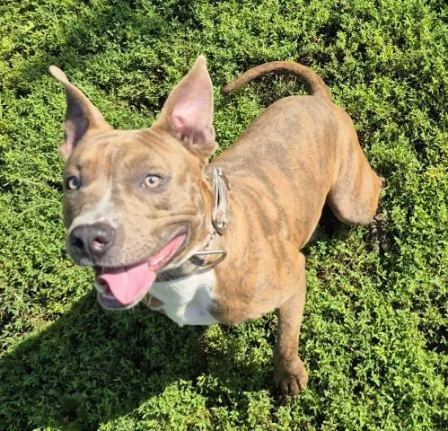 A young medium-sized male Pit Bull Terrier dog named Zane for adoption in Decatur, IL