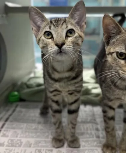 A baby small-sized female Domestic Short Hair cat named Meako for adoption in New Orleans, LA