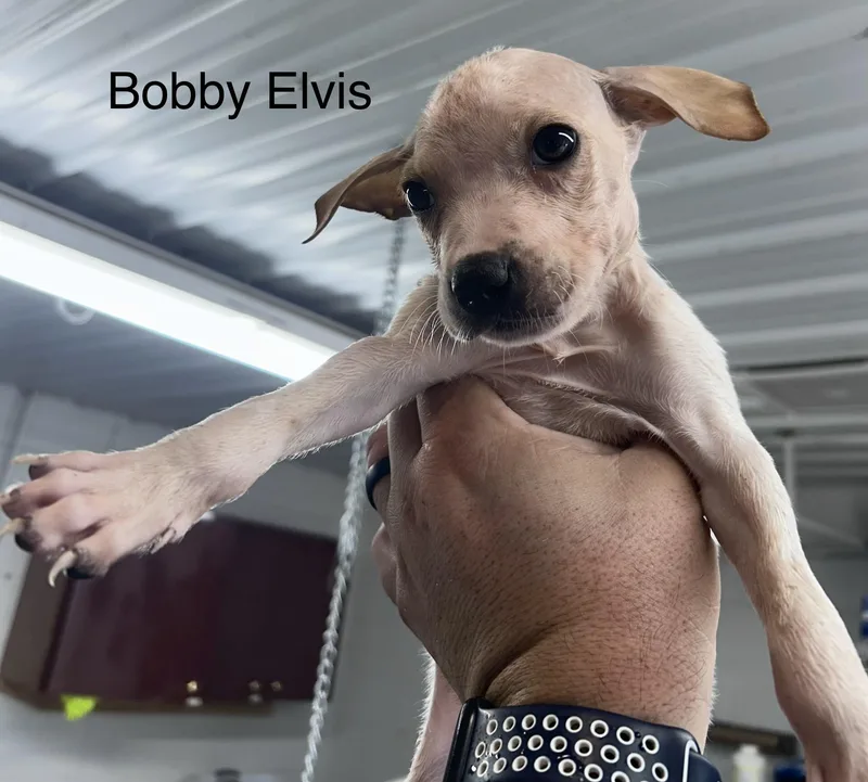Bobby Elvis