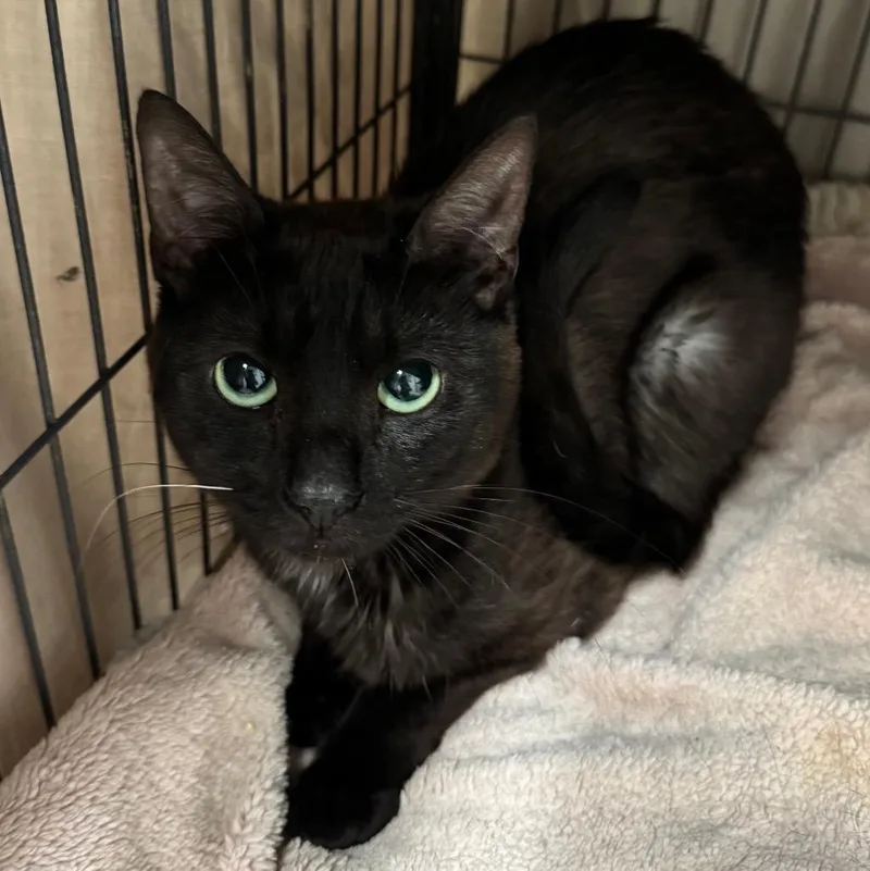 A young medium-sized male Domestic Short Hair cat named Jax for adoption in Saginaw, MI