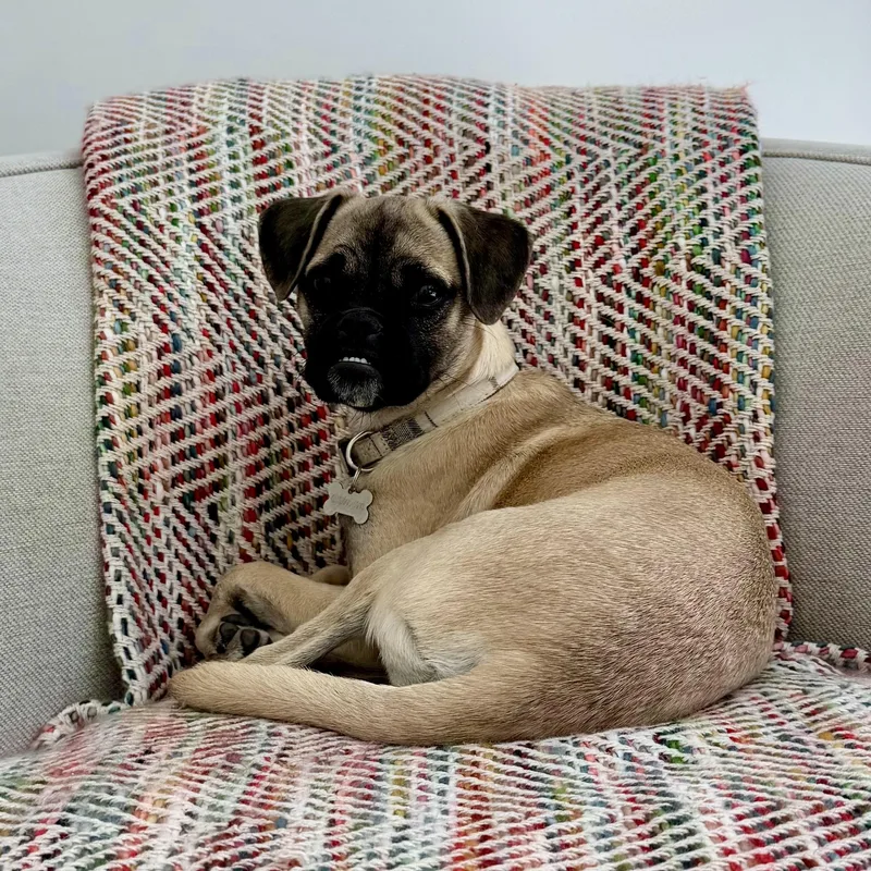 A baby small-sized male Yellow / Tan / Blond / Fawn Pug dog named Benny for adoption in Los Angeles, CA