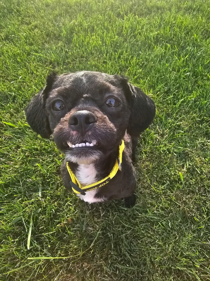 A young small-sized male Shih Tzu dog named Bets for adoption in Cedar Rapids, IA