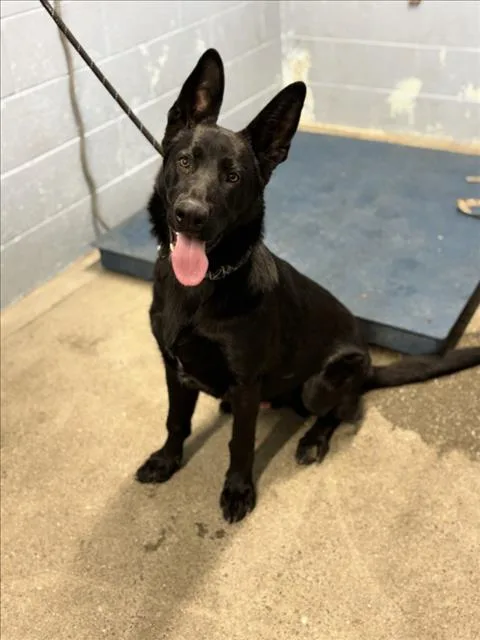 A young medium-sized male German Shepherd Dog dog named Dalton for adoption in Woodland, CA
