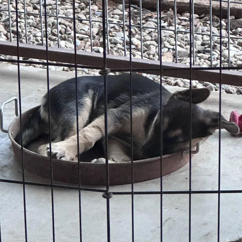A baby medium-sized female Black German Shepherd Dog dog named Tater for adoption in New Fairfield, CT