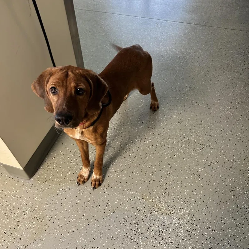 A young medium-sized female Brown / Chocolate Hound dog named Penny for adoption in Galax, VA