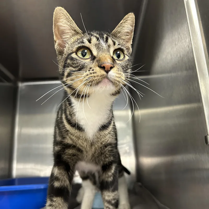 A young medium-sized male Tabby (Brown / Chocolate) Domestic Short Hair cat named Yondu for adoption in La Grange Park, IL