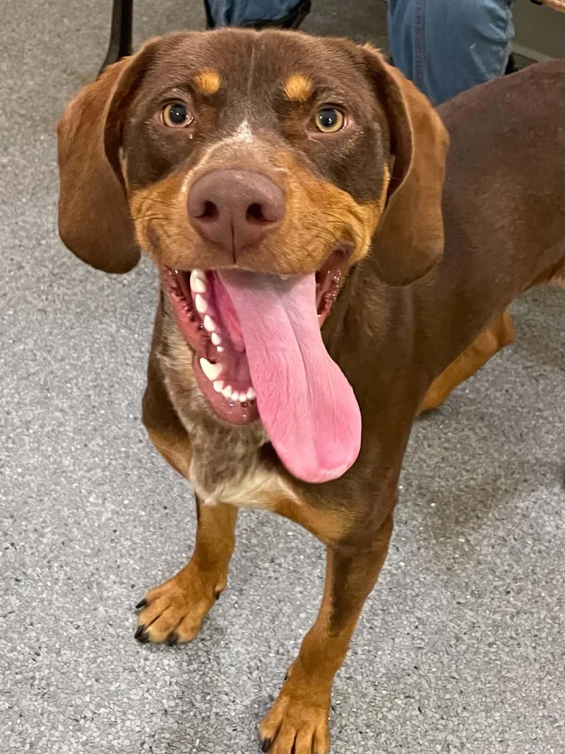 An adult medium-sized male Hound dog named Coco for adoption in Covington, VA