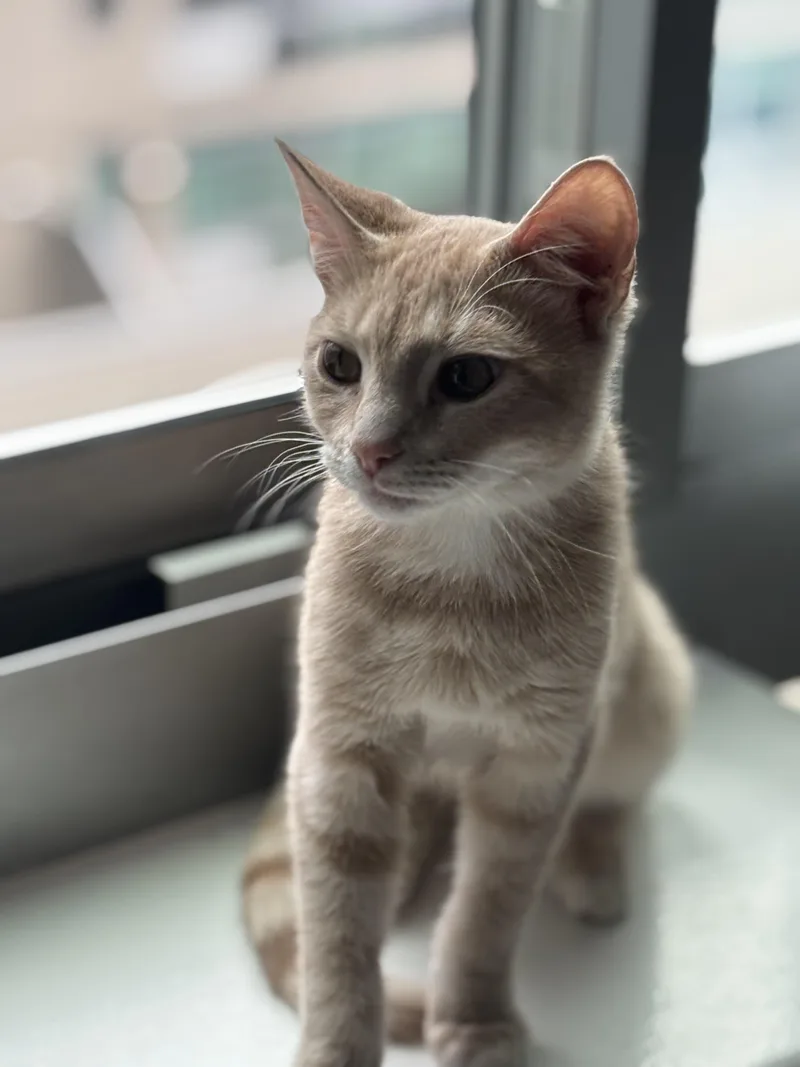 A young medium-sized male Buff / Tan / Fawn Domestic Short Hair cat named Ollie for adoption in New York, NY