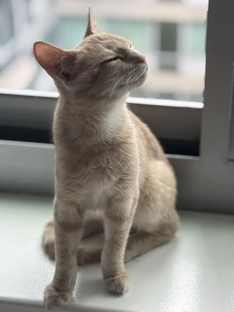 Ollie thumbnail 5